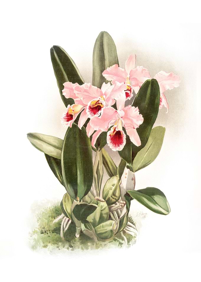 Cattleya Percivaliana