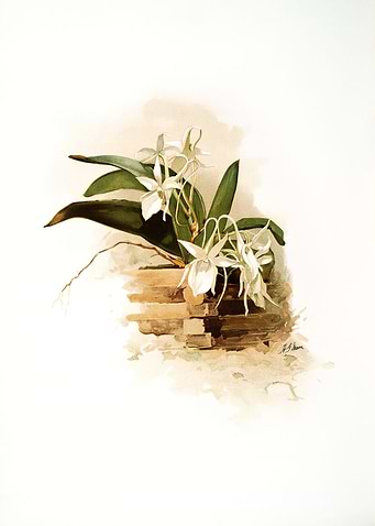 Angraecum Humblotii Orchid