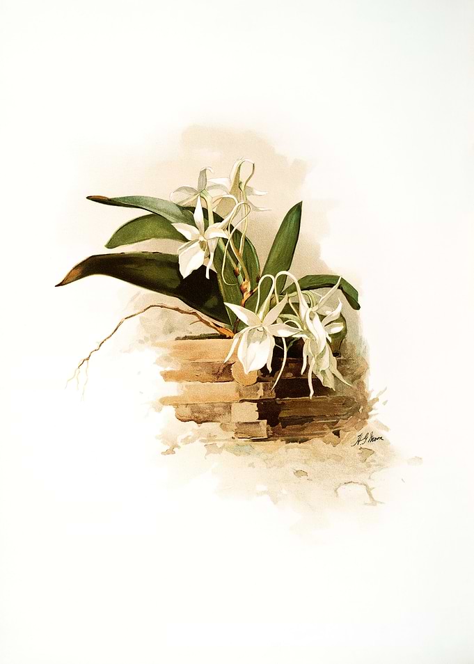 Angraecum Humblotii Orchid