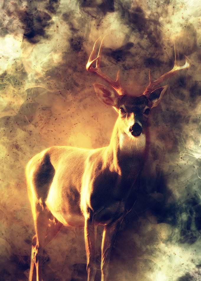 Deer
