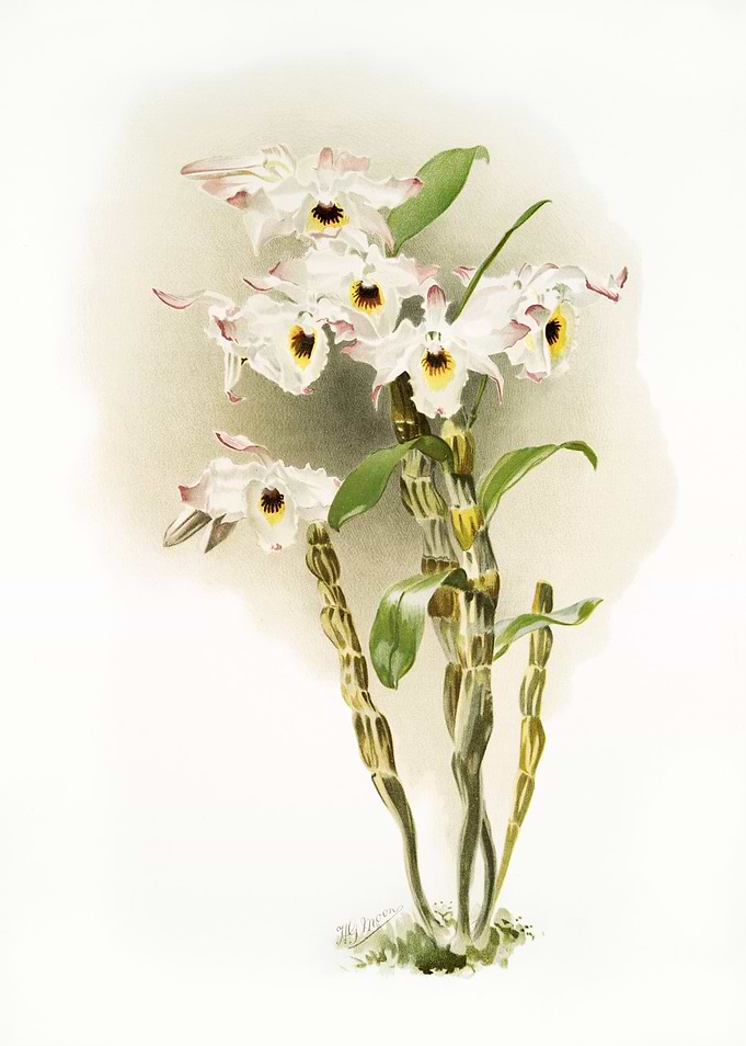 Dendrobium Melanodiscus