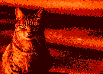Feline aspirations