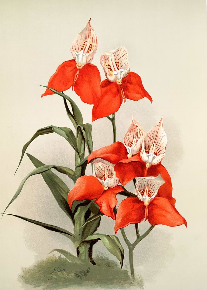 Disa Grandiflora