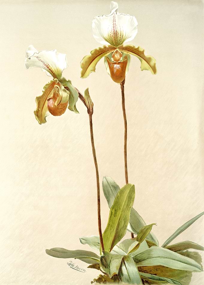 Cypripedium Leeanum Gigant