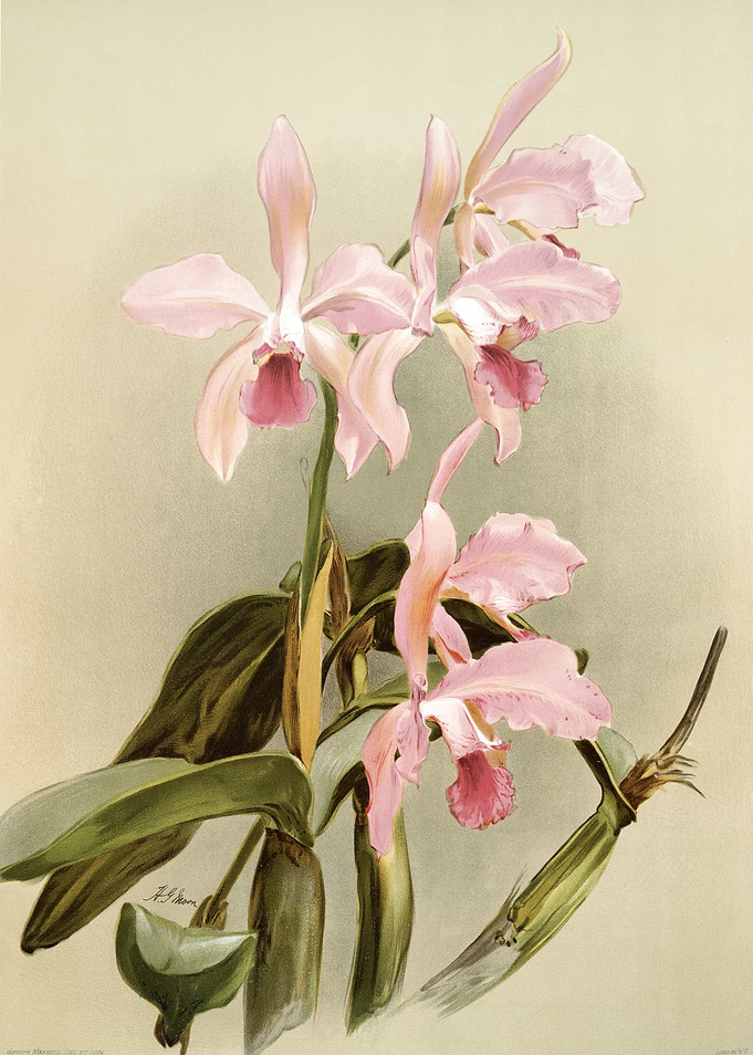 Cattleya Victoria Regina