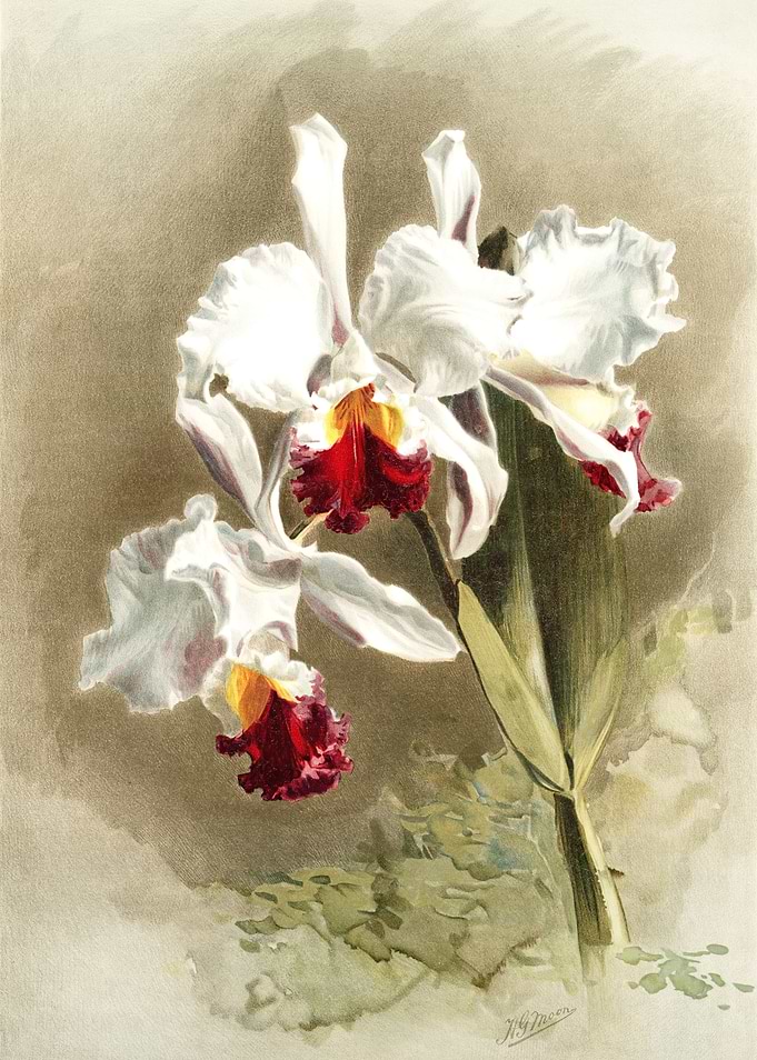 Cattleya Mendellii Measure