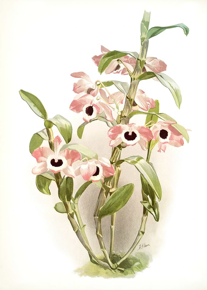 Dendrobium Noile Sanderian