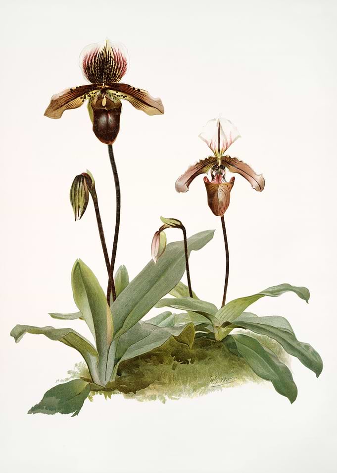 Cypripedium Calypso