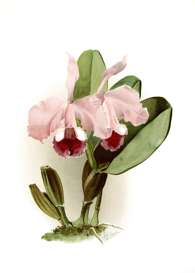 Cattleya Labiata Warneri