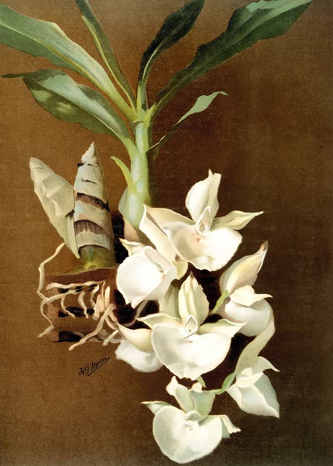 Catasetum Bungerothii
