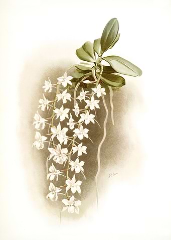 Angraecum Articulatum