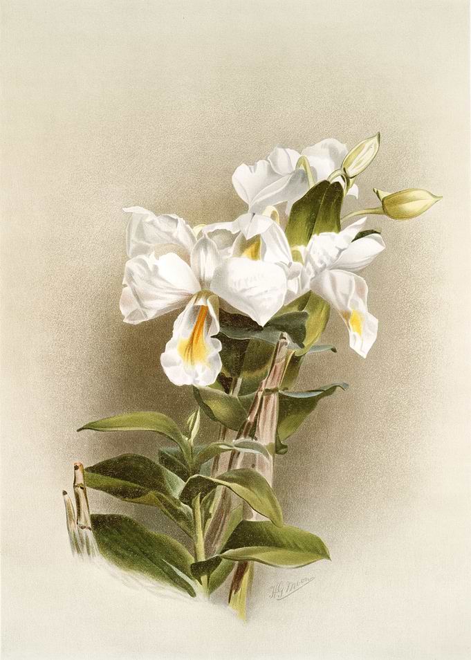 Dendrobium Formosum