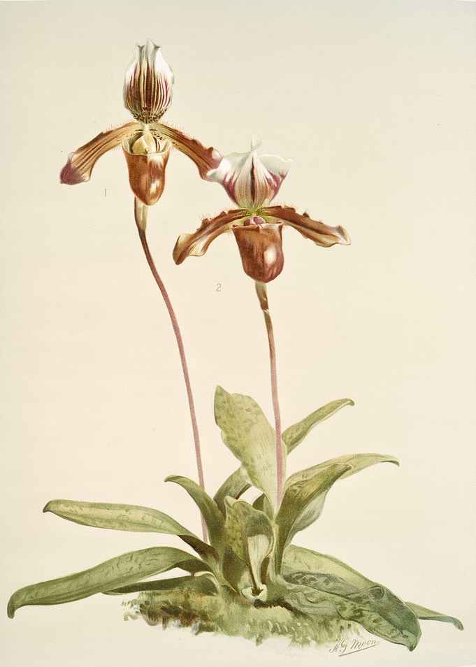 Cypripedium Laucheanum