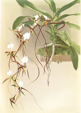 Angraecum Caudatum