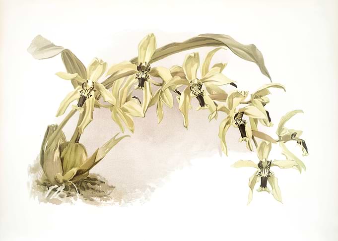 Coelogyne Pandurata