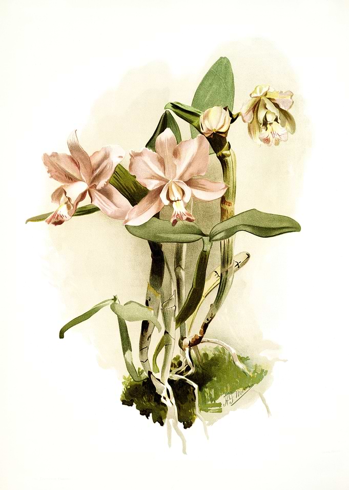 Cattleya Obrieniana