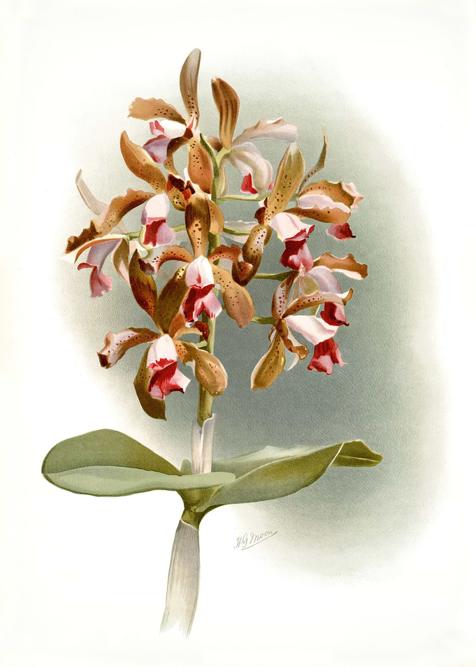 Cattleya Guttata Leopoldi