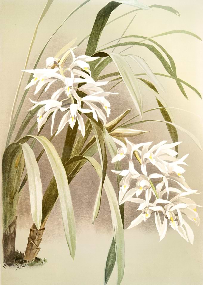 Cymbidium Mastersi