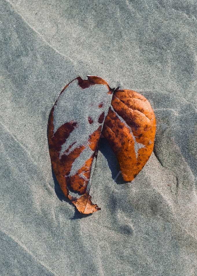Water Leaf