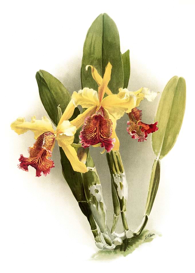 Cattleya Dowiana Chrysotox
