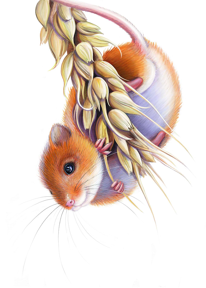 Field Mouse