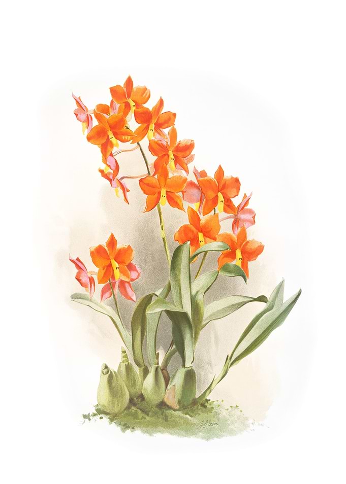 Epidendrum Vitellinum
