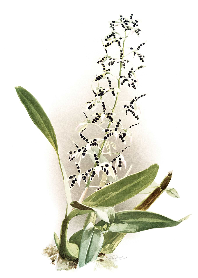 Epidendrum Prismatocarpum