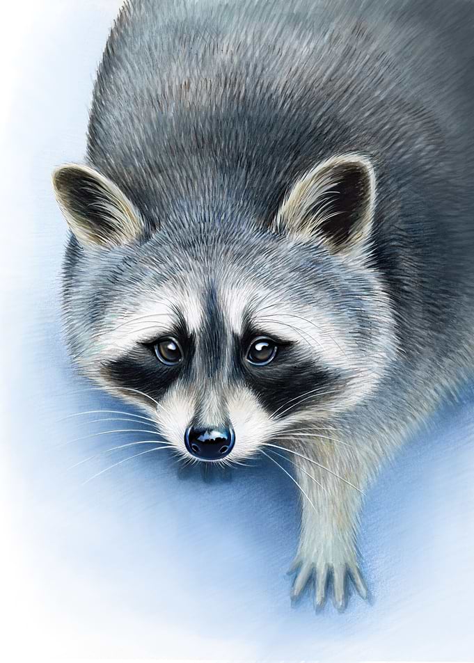Funny raccoon