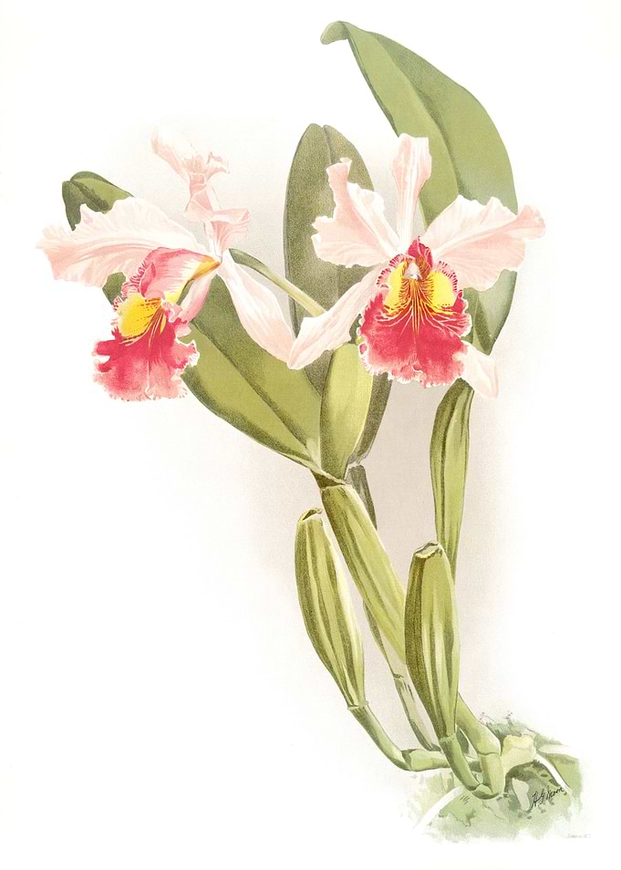 Cattleya Warscewiczii