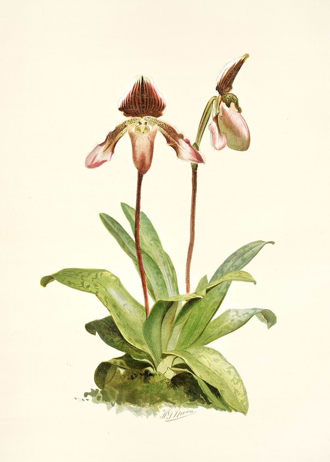 Cypripedium Castleanum