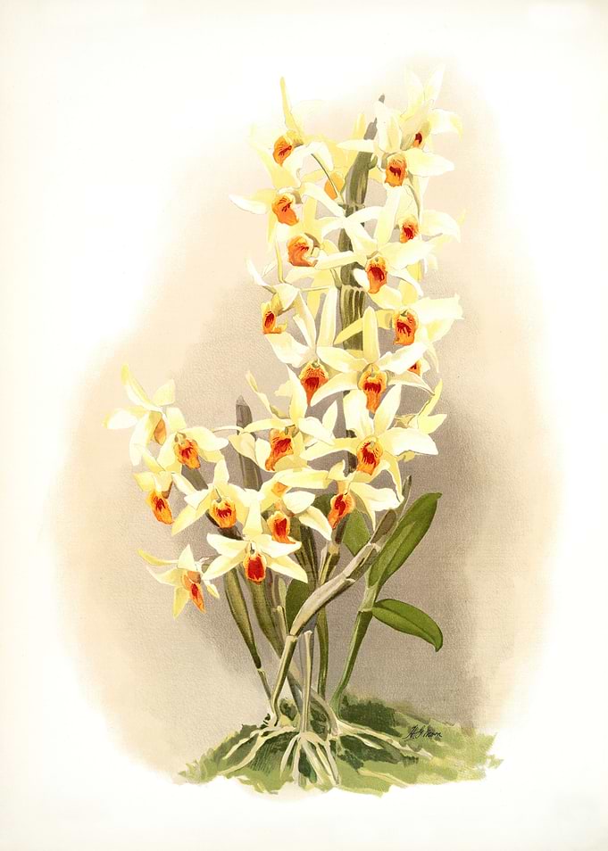 Dendrobium Aureum