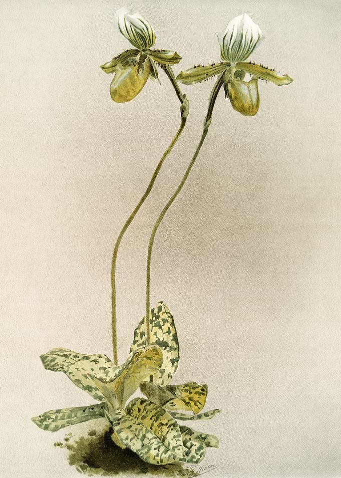 Cypripedium Lawrenceanum