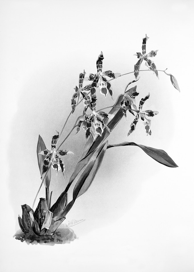 Orchids 1894 Black White