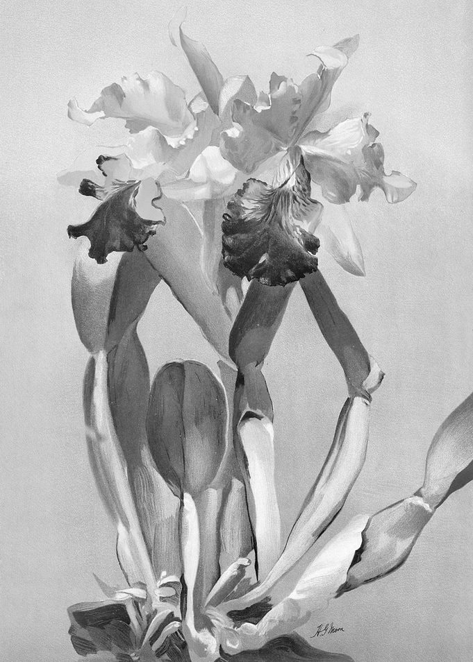 Orchids 1894 Black White