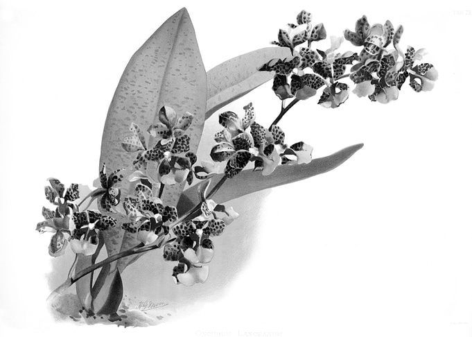 Orchids 1894 Black White