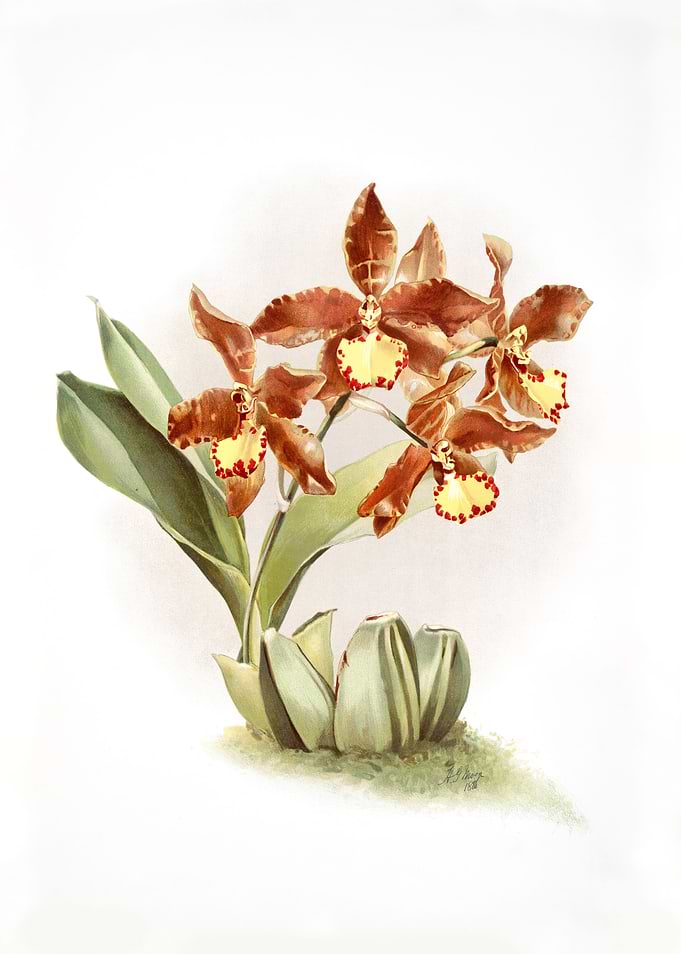 Odontoglossum Insleayi