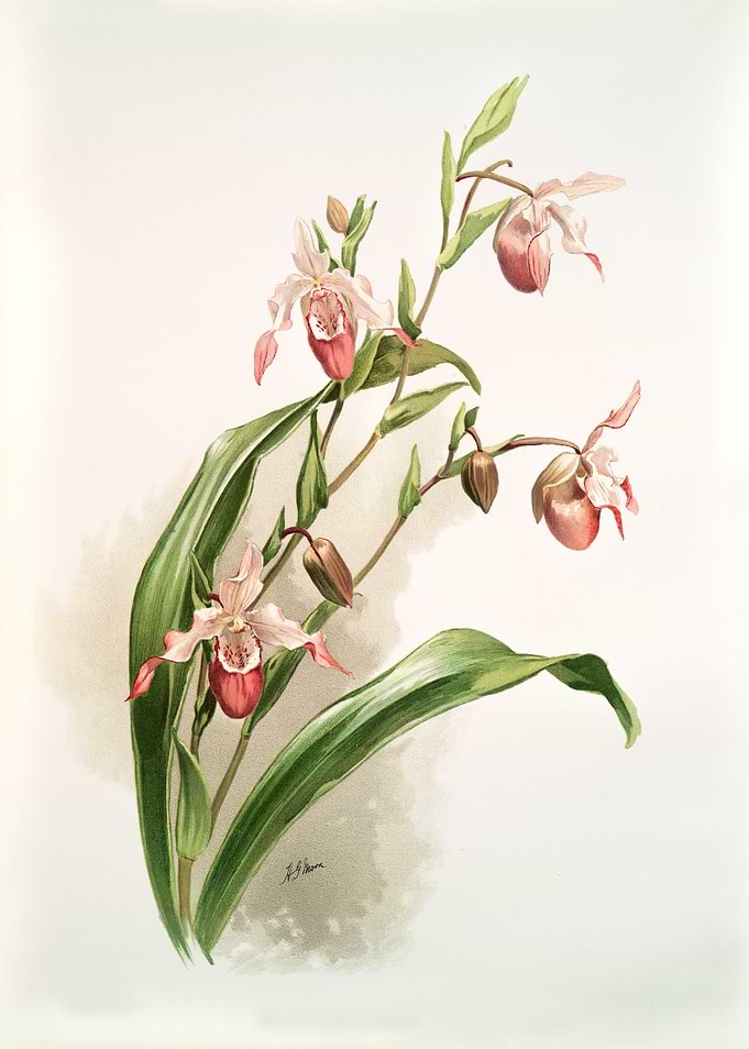 Selenipedium Weidlichianum