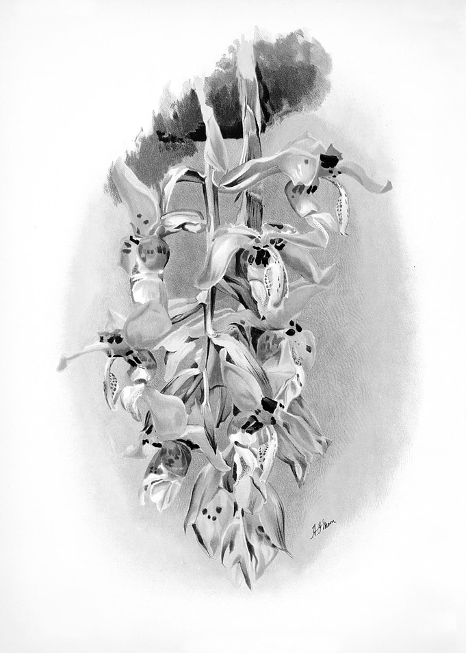 Orchids 1894 Black White