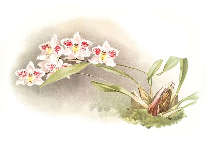 Odontoglossum Crispum