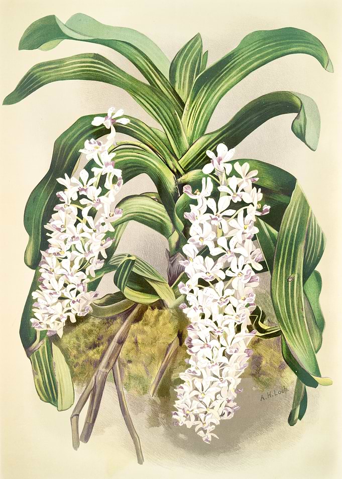 Saccolabium Giganteum