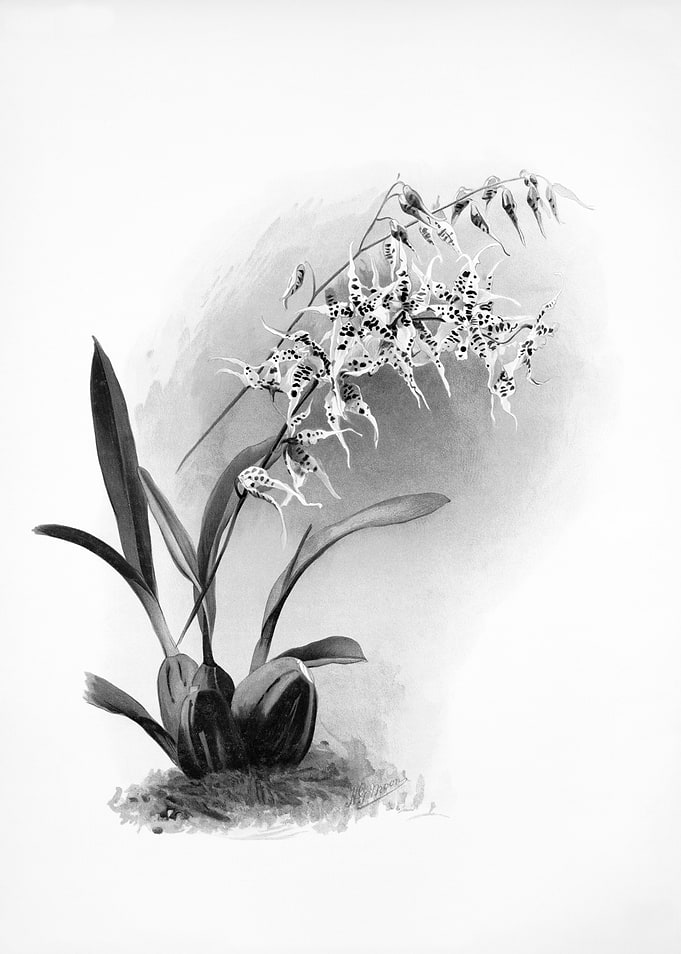 Orchids 1894 Black White