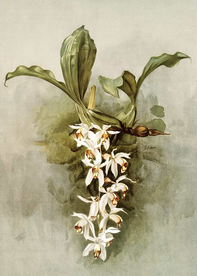 Swains Coelogyne Orchid