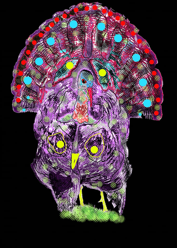 Turkey and owls