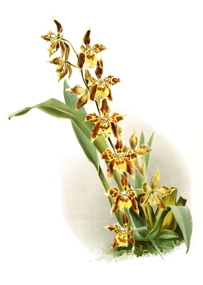 Odontoglossum Luteo Purpur