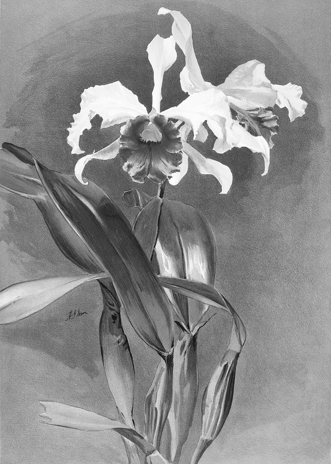 Orchids 1894 Black White