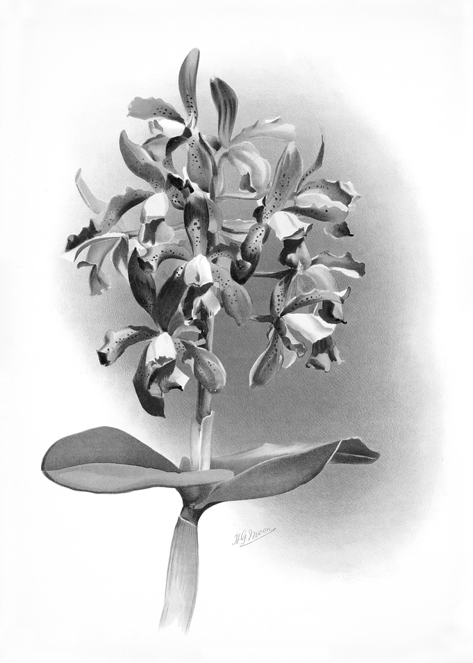 Orchids 1894 Black White
