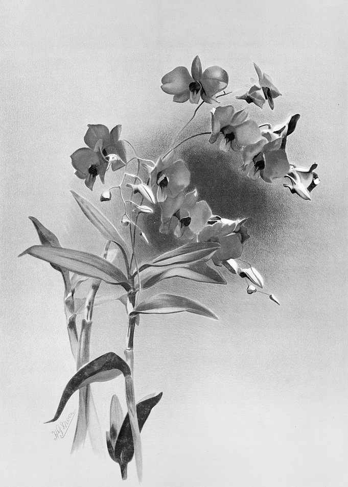 Orchids 1894 Black White