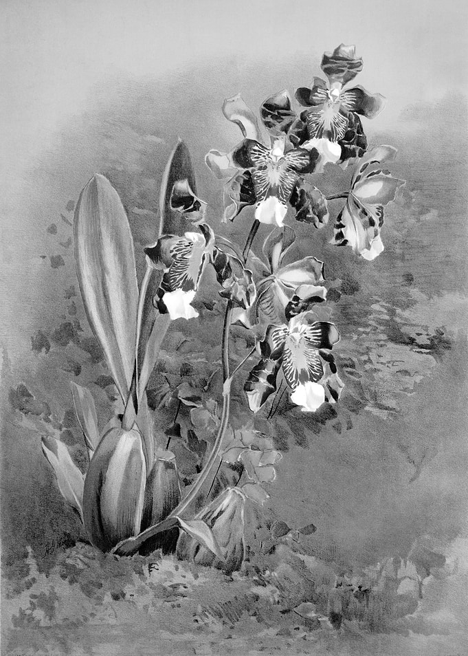 Orchids 1894 Black White