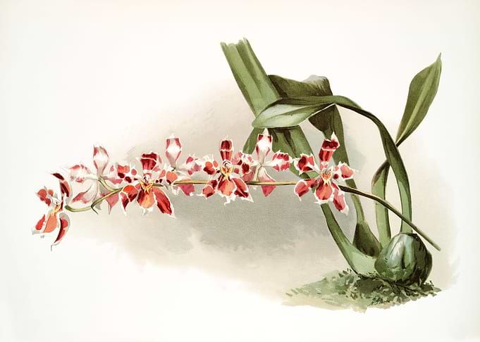 Odontoglossum Leroyanum