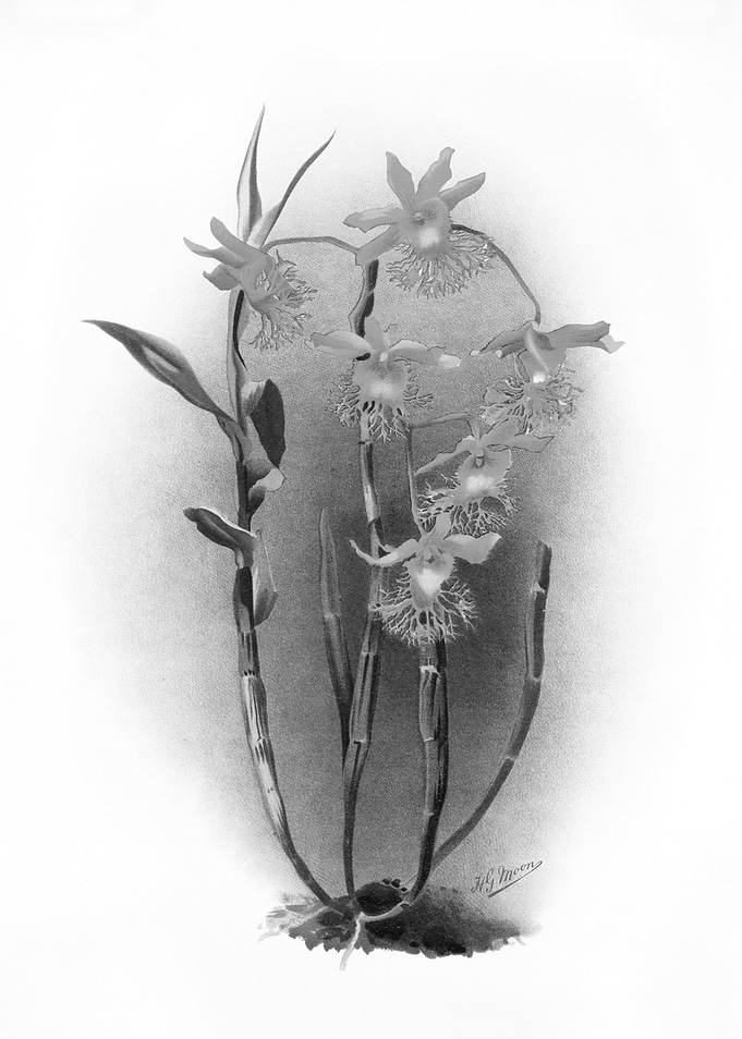 Orchids 1894 Black White